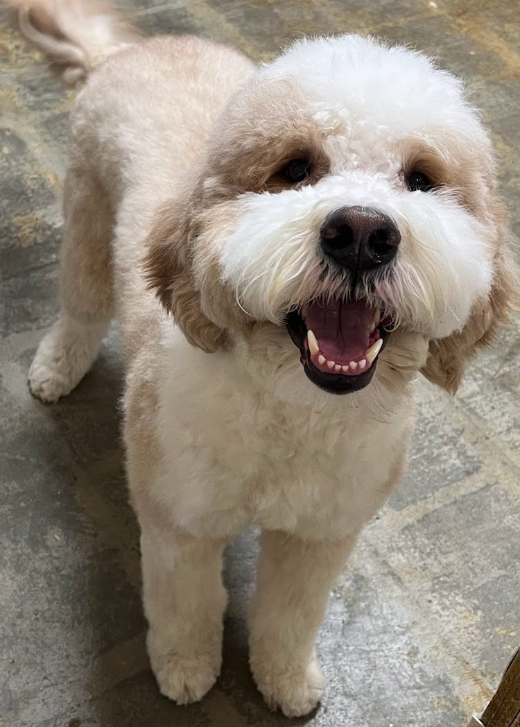 Balou