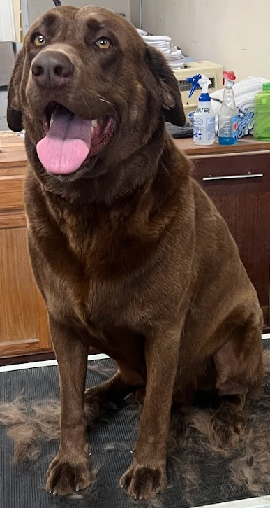 Caine