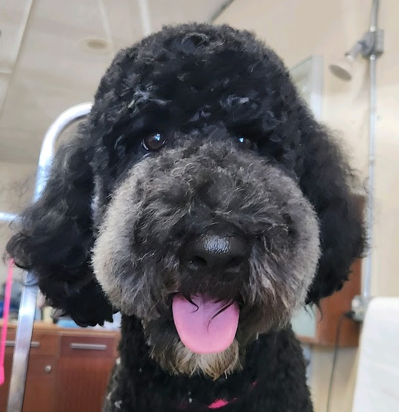 Chewy