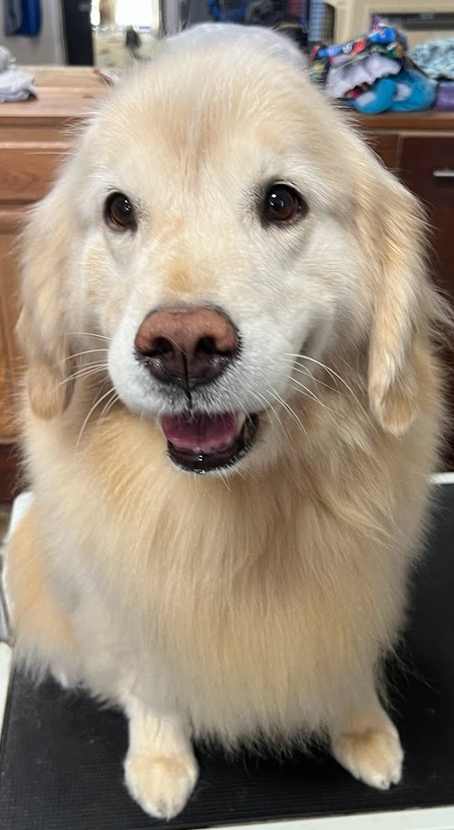 Daisy