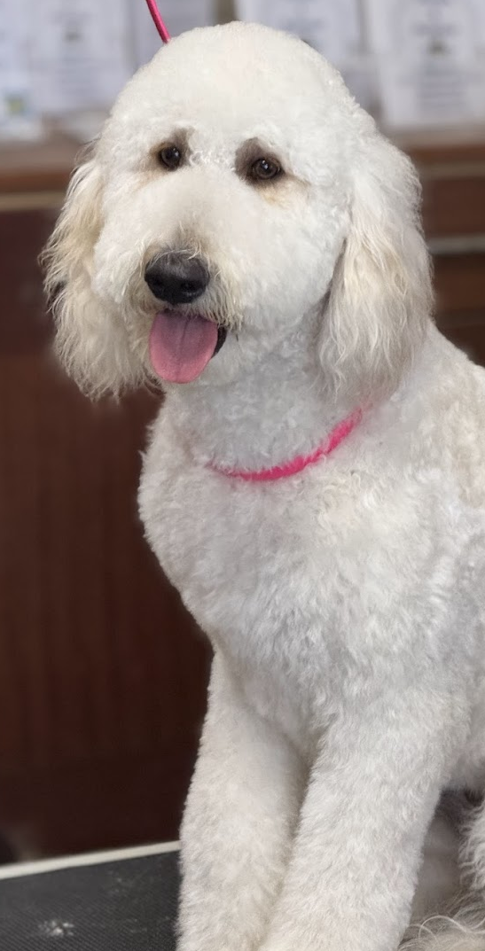 Lucy