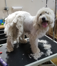Matted Pet Release Form