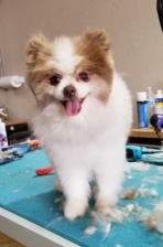 Senior Pet Release Form